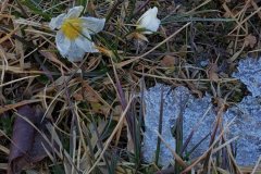 1st-Crocus-of-Spring-Feb-2021-Courtesy-Walsh-Family