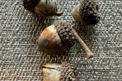 Acorns-Courtesy-Graham-Family