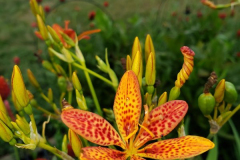 Blackberry-Lily-Flower-in-All-Stages-Courtesy-Walsh-Family