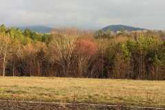 Budding-out-March-1st-2023-Dee-Walsh