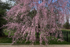 Cherry-Spring-2022-Courtesy-Slotnick-Family