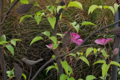 Clematis-Spring-2022-Courtesy-Walsh-Family