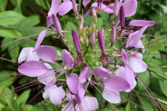 Cleome-Charisma-Courtesy-Roberts-Family