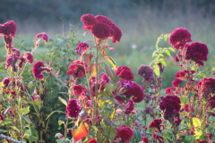 Cockscomb-Summer-2021-Courtesy-Walsh-Family