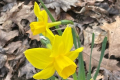 Daffodil-2-Courtesy-Graham-Family