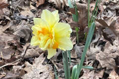 Daffodil-March-2022-Courtesy-Graham-Family
