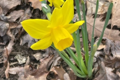 Daffodils-in-Leaves-Courtesy-Graham-Family