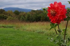 Dahlia-Days-Summer-2020