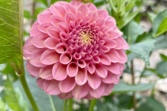 Dahlia-Rock-Run-Ashley-October-2022-Courtesy-Kunkle-Family