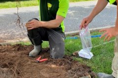 Entrance-Zelkova-Tree-Service-2-May-2020