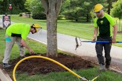 Entrance-Zelkova-Tree-Service-May-2020