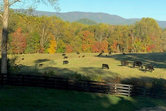 Fall-2019-Cows-Courtesy-Dottie-McFalls