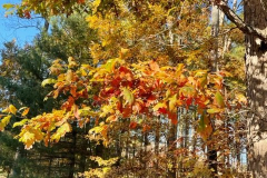Fall-Trees-Courtesy-Graham-Family
