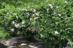 Fall-in-Spring-Courtesy-Roberts-Family