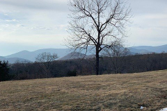 Favorite-Tree-Bare-Courtesy-Magness-Family