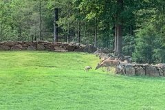 Fawn-2-June-2020-Courtesy-Cronin-Family