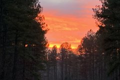 Fiery-Sunset-SpringForest-2-Dec-2020-Courtesy-Cronin-Family