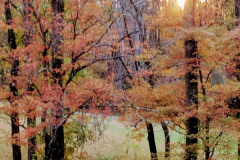 Forest-in-Fall-4-2-19