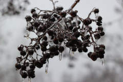 Frozen-Berries-Courtesy-Nicholas-Family