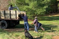 Ginkgo-Tree-Delivery-11-20-19