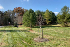 Ginkgo-Tree-Installation-November-2019