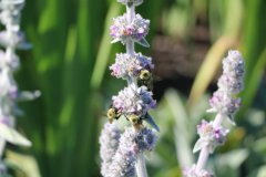 June-2020-Courtesy-Walsh-Family-1