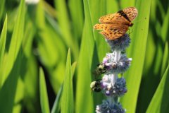 June-2020-Courtesy-Walsh-Family-3