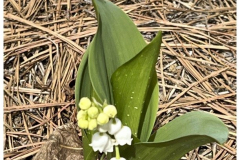 Lily-of-the-Valley-April-2022-Courtesy-Cronin-Family