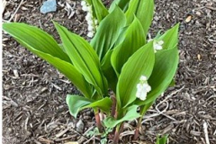Lily-of-the-Valley-Courtesy-Graham-Family