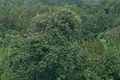 Megaw-Vista-Summer-2020