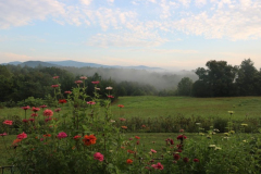 Morning-Mists-Courtesy-Walsh-Family