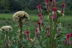 Mountains-and-Flowers-Courtesy-Walsh-Family