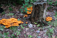 Mushroom-Glory-4-2-19