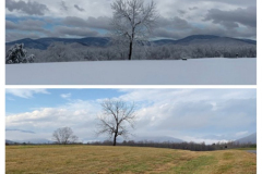 Northside-Tree-Collage-Courtesy-Magness-Family