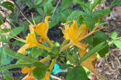 Orange-Spring-Blossoms-Courtesy-Graham-Family