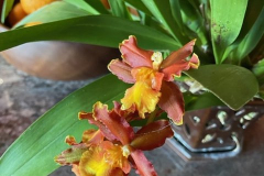 Orchids-Courtesy-Graham-Family