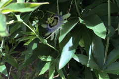 Passion-Flower-and-Spider-Courtesy-Roberts-Family