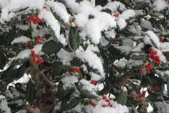 Perfect-Winter-Colors-Courtesy-Roberts-Family