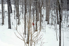 Cardinal in Winter