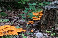 Forest Mushrooms
