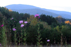 Wildflowers