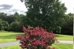Poplar-Burning-Bush-Summer-2019-4-29-19