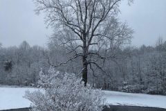 Poplar-Burning-Bush-Winter-4-29-19