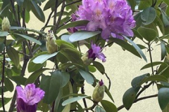 Rhodys-Courtesy-Graham-Family