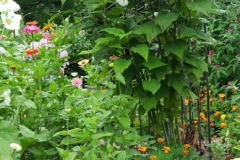 Seeds-Sprouted-Summer-2022-Courtesy-Walsh-Family