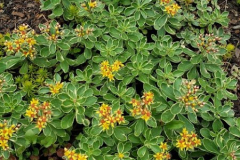 Simple-Sedum-Courtesy-Walsh-Family