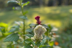 Single-Cockscomb-Courtesy-Graham-Family