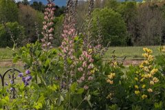 Spring-26-Dees-Garden-View