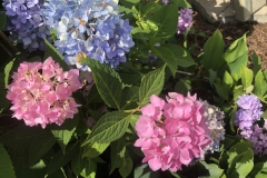 Spring-Beauty-Courtesy-Roberts-Family