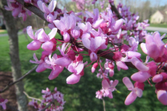 Springtime-Beauty-Courtesy-Roberts-Family